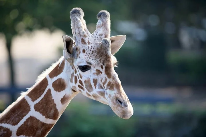 olmense_zoo-01 (Small)